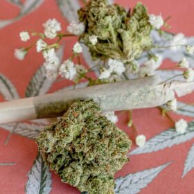 A rolled spliff with two cannabis extracts, on coral pink paper patterned with hemp leaves